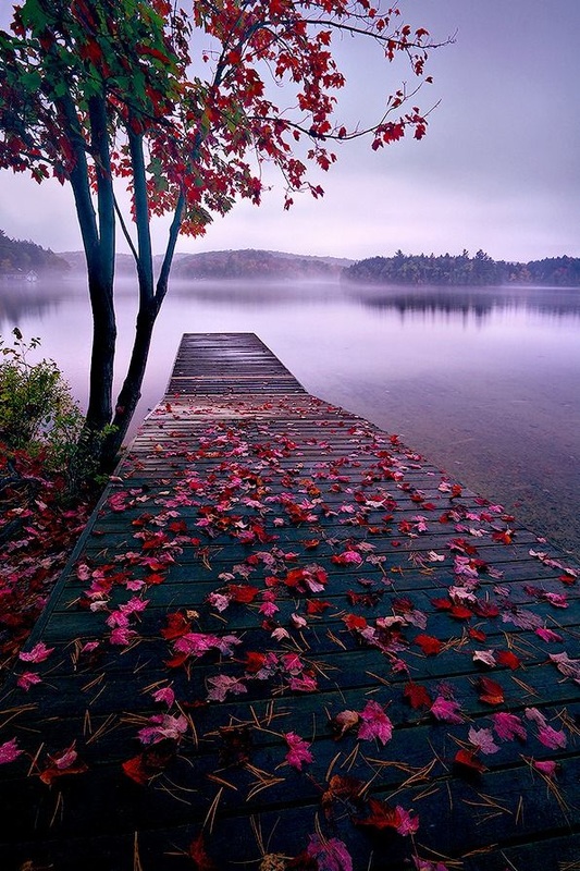 Misty lake with falling leaves tree autumn